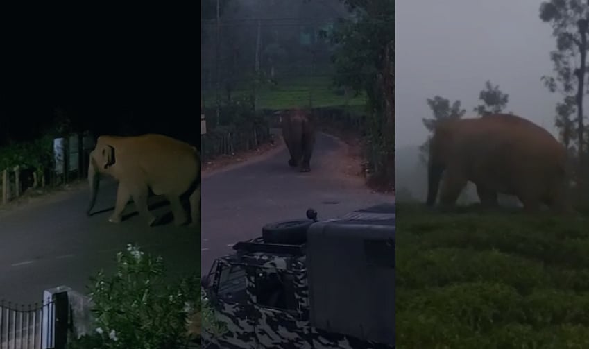 விடியற்காலையில் தவறாது நடைபயிற்சி செல்லும் பெண் காட்டு யானை ! 