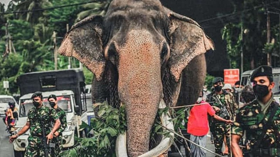 மிக உயரமான யானை உயிரிழப்பு... சோகத்தில் பொதுமக்கள்.. ‘நடுங்கமுவ ராஜா’வின் பெருமை தெரியுமா?