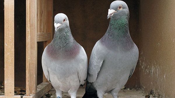 புறாவுக்கு போரா? நிஜத்தில் நடந்த சினிமா வசனம் : புறா விற்பனையில் இருவர் கைதானது ஏன்? நடந்தது என்ன?