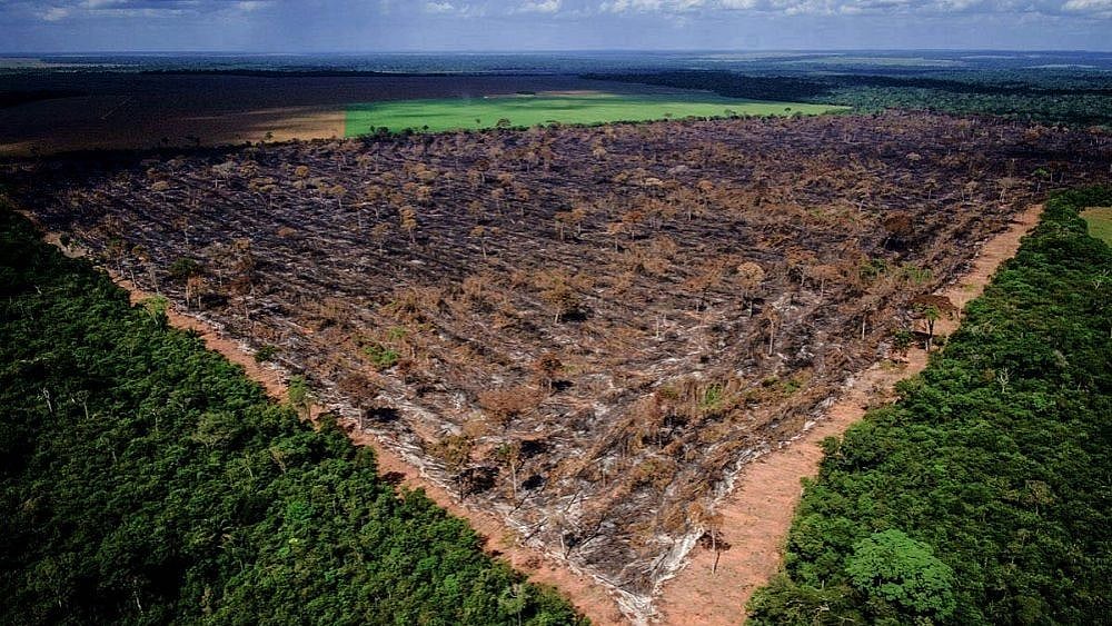 பெரும் அழிவைச் சந்திக்கும் உலகின் மிகப்பெரிய ‘காடு’ : உலக வன நாளில் அறிந்துகொள்ள வேண்டிய முக்கிய செய்தி!