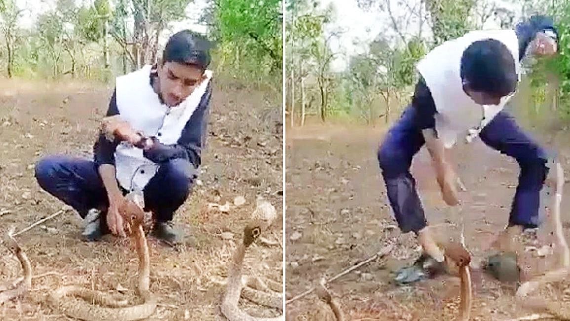 வாவா சுரேஷை தொடர்ந்து பாம்பிடம் கடி வாங்கிய பிரபல பாம்பு மீட்பர்.. பதற வைக்கும் ‘பகீர்’ வீடியோ காட்சி!