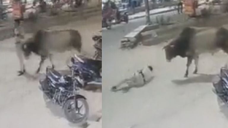 ஃபோன் பாத்தது குத்தமா? -டெல்லியில் சாலையில் இருந்த போலிஸை குத்தி தூக்கி வீசிவிட்டு நடுரோட்டில் நின்ற காளை