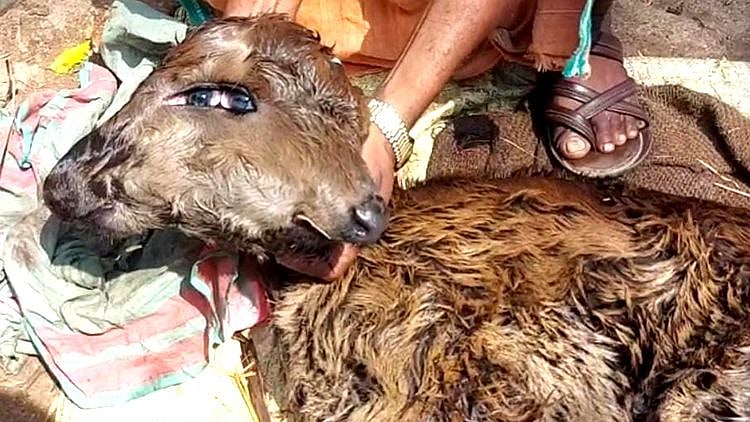 2 தலை.. 4 கண்களுடன் பிறந்த கன்றுக்குட்டி - உரிமையாளர் அதிர்ச்சி: ஆர்வமுடன் பார்த்து செல்லும் கிராமமக்கள்!