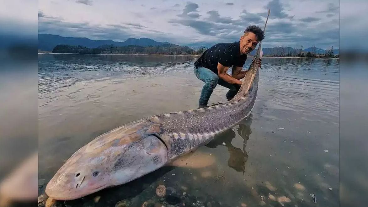 159 கிலோ எடை கொண்ட ராட்சச ‘வாழும் டைனோசர்’.. போராடி கரைக்கு கொண்டுவந்த காதலர்கள் - நடந்தது என்ன?