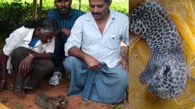 பூனையா? சிறுத்தையா? - குழம்பிய தேயிலை தோட்ட தொழிலாளர்கள்.. கூடலூரில் பரபரப்பு!