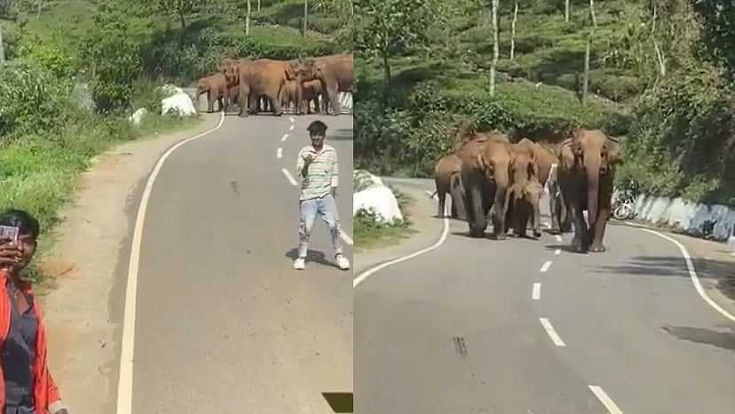 சும்மா போன யானைகளை சீண்டிய இளைஞர்கள்.. குட்டிகளை காப்பாற்ற விரட்டி வந்ததால் பரபரப்பு!