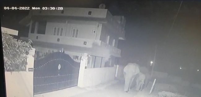 ’வீட்ல யாருங்க..’ - ஊட்டி டூ குன்னூர் : வாட்டி வதைக்கும் வெயிலால் உணவு தேடி அலையும் யானைகள் கூட்டம்!