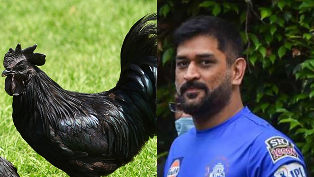 “கோழி வளர்க்கும் கூல் கேப்டன்”.. ம.பியில் இருந்து 2,000 உயர்ரக கடக்நாத் கோழிகளை பண்ணையில் இறக்கிய தோனி!