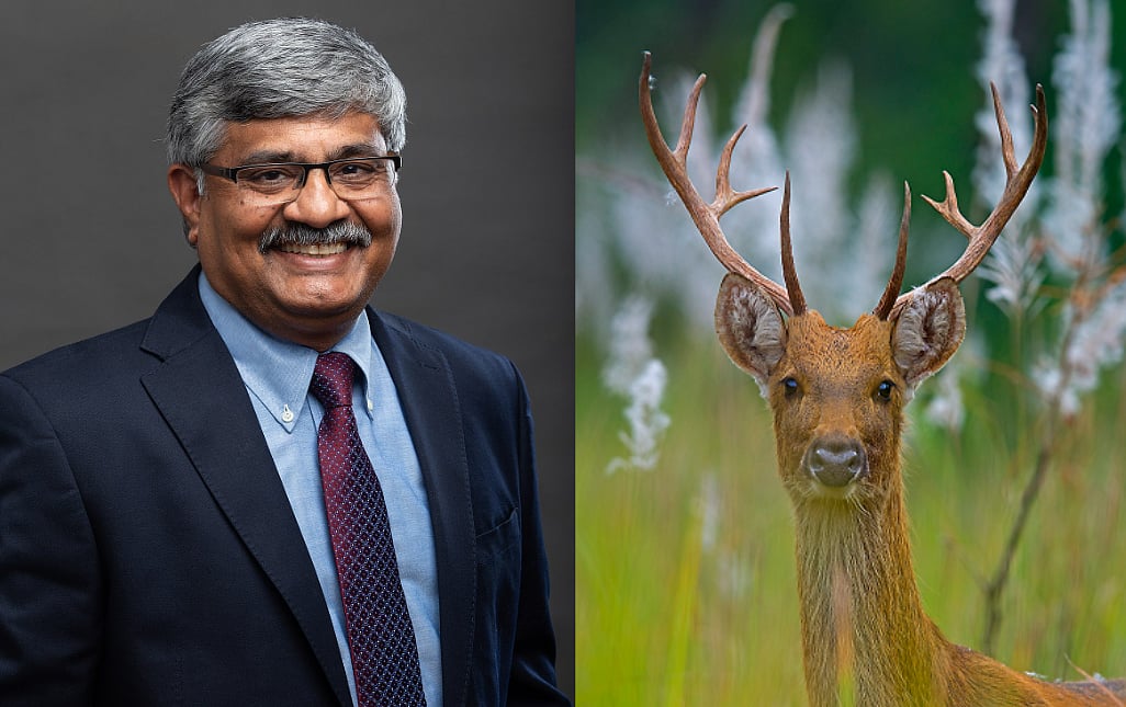 “கவரிமான் என்ற மான் வகை உண்மையிலேயே இருக்கிறதா?” : ஆய்வுப்பூர்வ தகவலைச் சொன்ன ஆர்.பாலகிருஷ்ணன்!