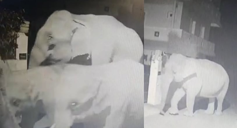 ’வீட்ல யாருங்க..’ - ஊட்டி டூ குன்னூர் : வாட்டி வதைக்கும் வெயிலால் உணவு தேடி அலையும் யானைகள் கூட்டம்!