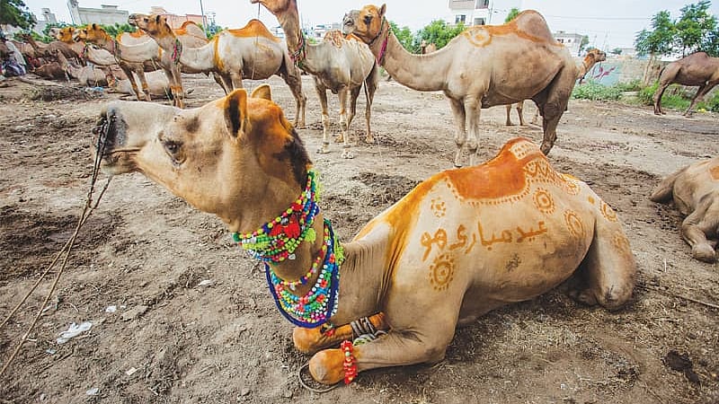 ஒட்டகங்களை சட்டவிரோதமாக தமிழகத்திற்கு கொண்டு வந்து பலியிட்டால் நடவடிக்கை.. அரசுக்கு ஐகோர்ட் உத்தரவு!