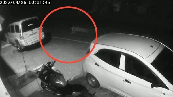 வளர்ப்பு நாயை கவ்விச் சென்ற சிறுத்தை.. அதிர்ந்துபோன உரிமையாளர்.. அச்சத்தில் கோத்தகிரி மக்கள்!