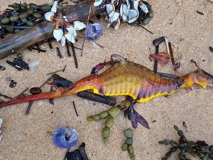 ரஷ்யாவிலிருந்து மூட்டையை கட்டிய இன்ஃபோசிஸ்; பாக்., பிரதமரை வாழ்த்திய அமெரிக்கா: உலகச் செய்திகளின் துளிகள்