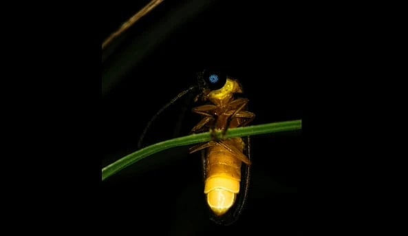 “கோடிக்கணக்கான மின்மினிப் பூச்சிகளின் பிரம்மிப்பூட்டும் ஒளி நடனம்” - ஆனைமலையில் நடந்த அபூர்வ நிகழ்வு!