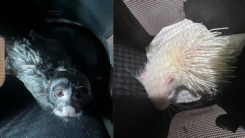 லக்கேஜ்ஜில் வைத்து அரிய வகை விலங்குகள் கடத்தல்: பரபரப்பை கிளப்பிய சென்னை பயணி;ஏர்போர்ட்டில் நடந்தது என்ன?