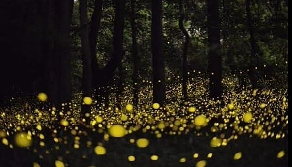 “கோடிக்கணக்கான மின்மினிப் பூச்சிகளின் பிரம்மிப்பூட்டும் ஒளி நடனம்” - ஆனைமலையில் நடந்த அபூர்வ நிகழ்வு!