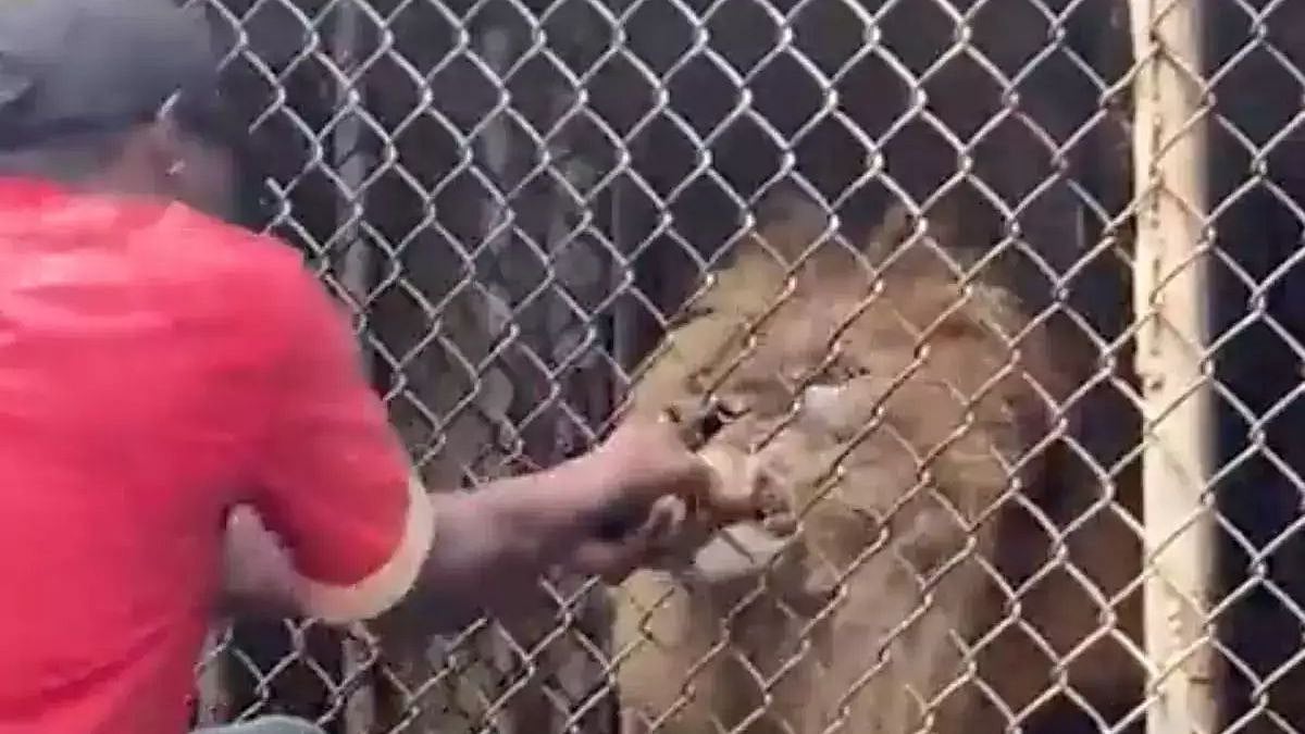 உணவு கொடுத்தவரின் விரலை கடித்து துப்பிய சிங்கம்.. திகிலூட்டும் video!