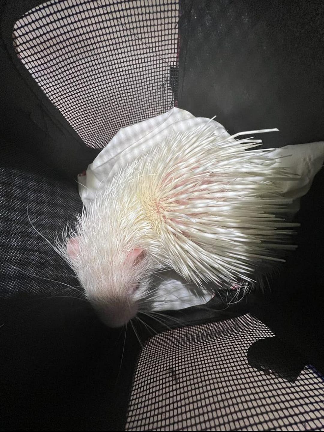 லக்கேஜ்ஜில் வைத்து அரிய வகை விலங்குகள் கடத்தல்: பரபரப்பை கிளப்பிய சென்னை பயணி;ஏர்போர்ட்டில் நடந்தது என்ன?