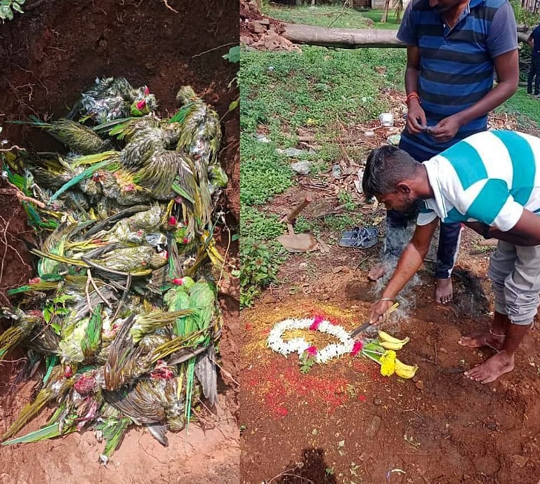 திடீரென பெய்த ஆலங்கட்டி மழை.. வேரோடு சாய்ந்த மரம்.. நூற்றுக்கணக்கான கிளிகள் பலியான சோகம்!