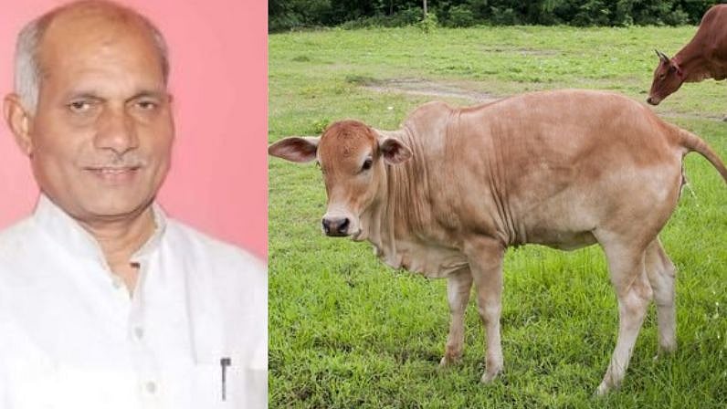 ”மாட்டுக் கோமியத்தை வீட்டில் தெளித்தால் பிரச்சனைகள் நீங்கும்”.. மூட நம்பிக்கையை பரப்பும் பாஜக அமைச்சர்!