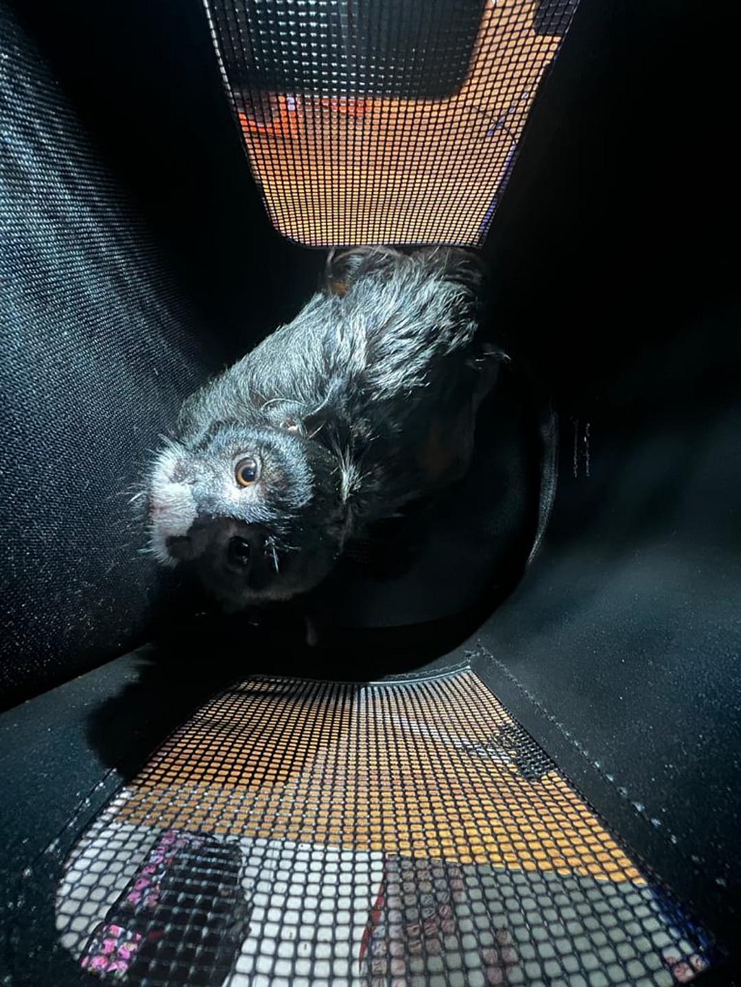 லக்கேஜ்ஜில் வைத்து அரிய வகை விலங்குகள் கடத்தல்: பரபரப்பை கிளப்பிய சென்னை பயணி;ஏர்போர்ட்டில் நடந்தது என்ன?