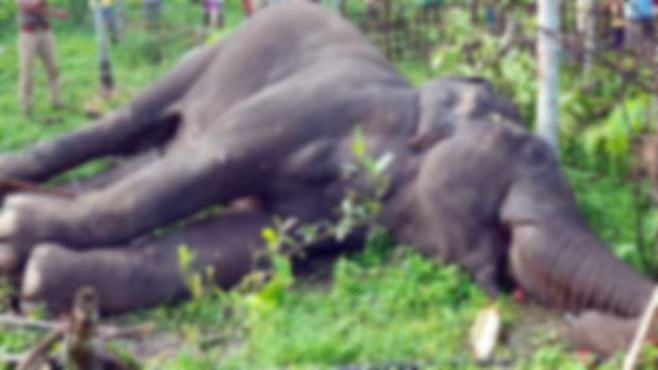 பசியுடன் வயலில் இறங்கிய யானை.. உண்ணும் போது சுட்டுக்கொன்ற நபர்: கர்நாடகாவில் நடந்த கொடூரம்!