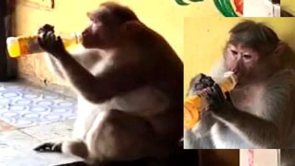 ‘ஃப்பா என்னா வெயிலு..  கூல்டிரிங்ஸ் குடுப்பா..”: பெட்டிக்கடையில் ரெகுலர் கஸ்டமரான குரங்கு !