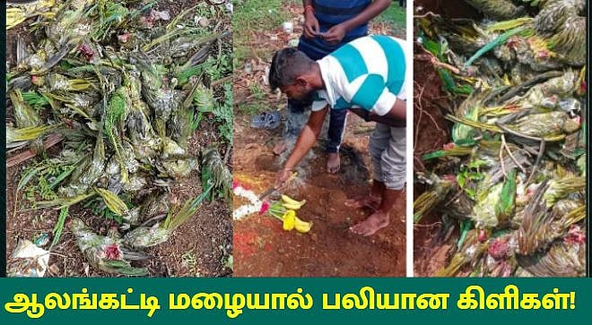 திடீரென பெய்த ஆலங்கட்டி மழை.. வேரோடு சாய்ந்த மரம்.. நூற்றுக்கணக்கான கிளிகள் பலியான சோகம்!