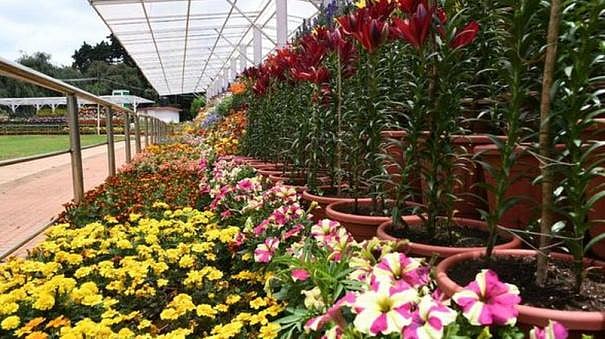 உதகை 124வது மலர் கண்காட்சியை தொடங்கி வைத்தார் முதல்வர்.. கண்காட்சியின் சிறப்பம்சங்கள் என்னென்ன?