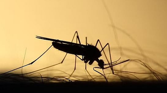 கேரளாவில் பரவும் West Nile வைரஸ்.. ஒருவர் பலி: புதிய தொற்றுக்கு காரணம் என்ன?
