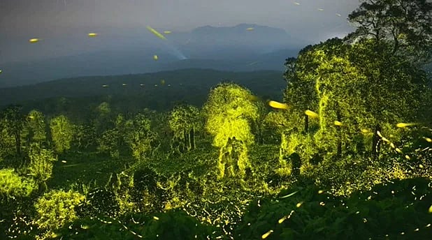 “கோடிக்கணக்கான மின்மினிப் பூச்சிகளின் பிரம்மிப்பூட்டும் ஒளி நடனம்” - ஆனைமலையில் நடந்த அபூர்வ நிகழ்வு!