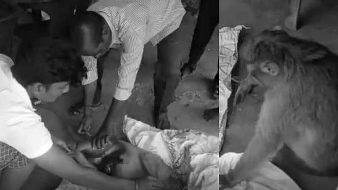 ரத்த வெள்ளத்தில் வலியால் துடித்த பெண்குரங்கு.. இளைஞரின் மனிதாபிமான செயல் : நெஞ்சை நெகிழ வைக்கும் சம்பவம்!