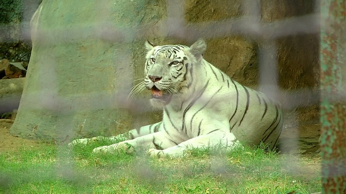 கூண்டிலிருந்து வெளியேறி தாக்கிய வெள்ளைப்புலி; நிலைக்குலைந்த பராமரிப்பாளர்: வண்டலூர் Zoo-ல் நடந்தது என்ன?
