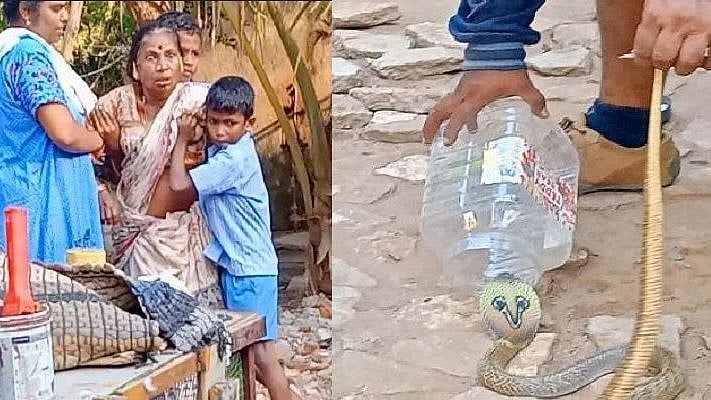 வீட்டுக்குள் புகுந்த நல்ல பாம்பிடம் பேச்சுவார்த்தை நடத்திய மூதாட்டி: பக்குவமாக பிடித்துச்சென்ற வனத்துறை! 