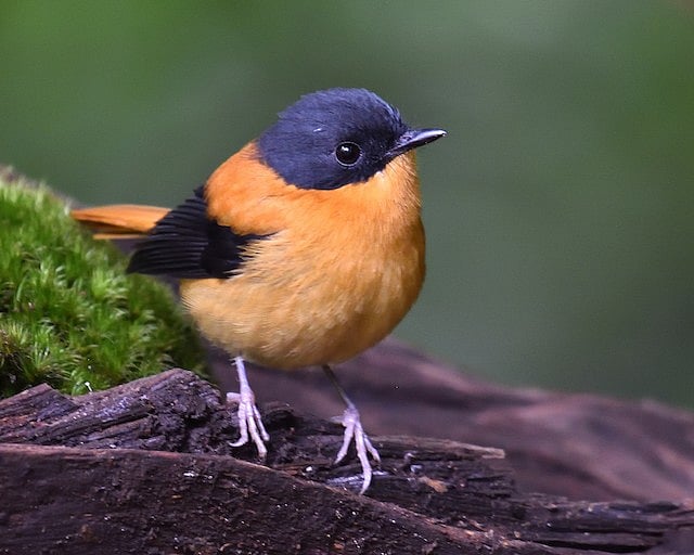 “இந்த பூமி பறவைகளுக்கும் சொந்தமானது” : 198 பறவை இனங்களை புகைப்படம் எடுத்து அசத்திய ரியல் ‘பக்ஷி ராஜா’ !