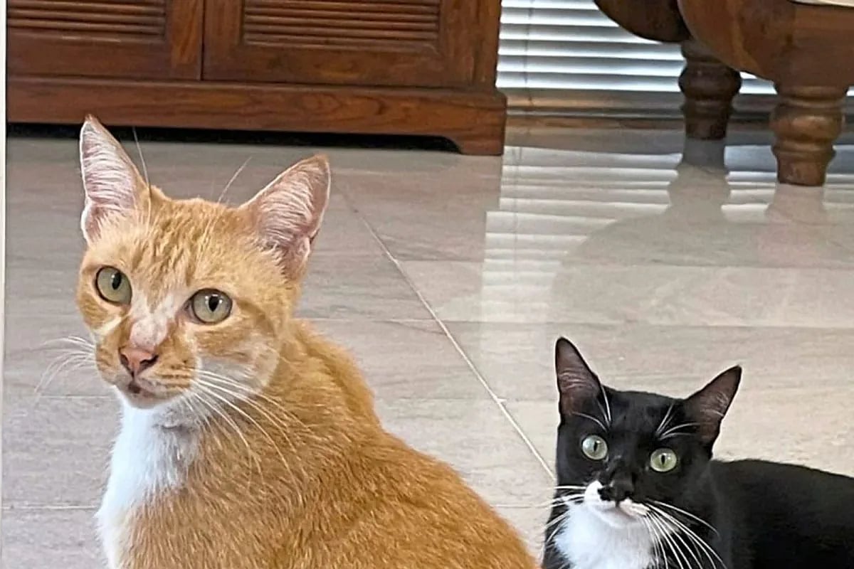 காவல்நிலையத்தில் பூனைகளை வளர்க்கும் கர்நாடகா போலிஸ்.. காரணத்தை கேட்டா அப்படியே ஷாக் ஆயிடுவிங்க!