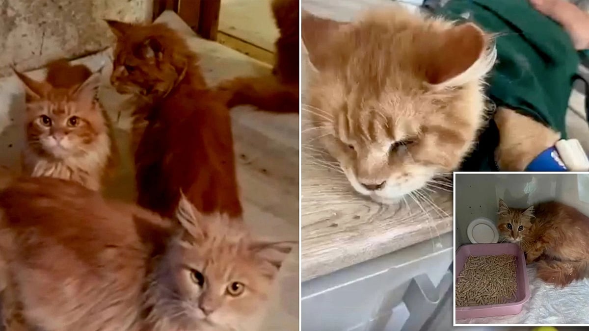 பெண்ணை கொன்று தின்ற வளர்ப்பு பூனைகள்.. நெஞ்சை பதற வைக்கும் பகீர் சம்பவம் - பின்னணி என்ன?