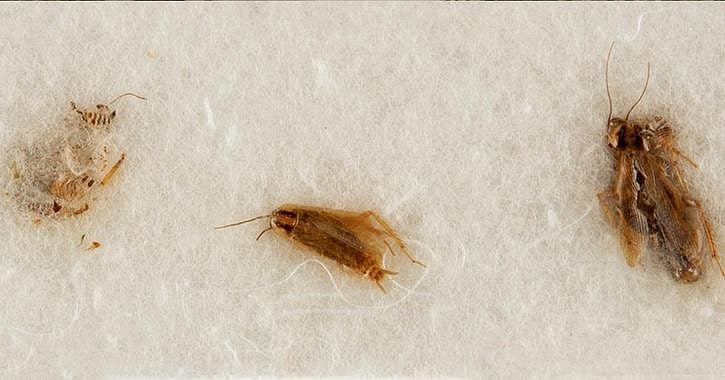 "எங்கள் கரப்பான் பூச்சிகளை திரும்ப கொடுங்கள்".. நாசாவின் வித்தியாசமான கோரிக்கைக்கு காரணம் என்ன?