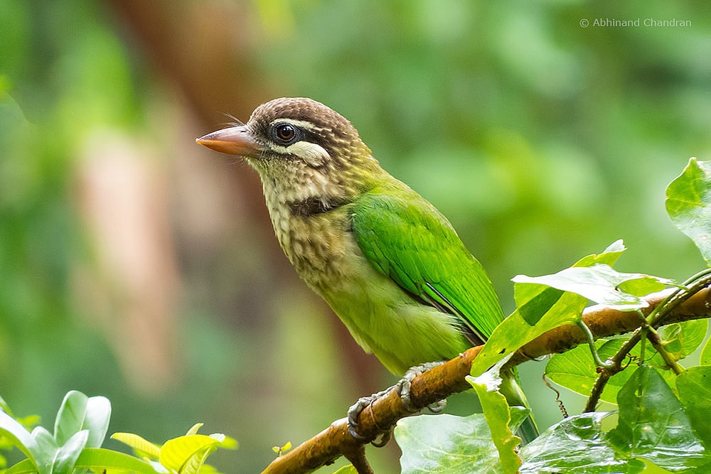 white Chick Barbet