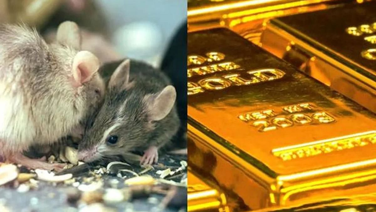 “தங்கத்தை கடத்திச் சென்ற எலிகள்.. தங்கத்தின் மதிப்பு எவ்வளவு தெரியுமா?” - மும்பையில் விசித்திர சம்பவம்!