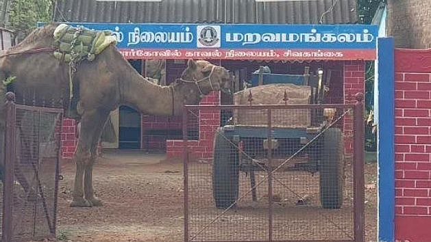 என்ன ஒரு ஐடியா.. ஒட்டகத்தை வைத்து ஆற்று மணல் திருடிய நபர்: தட்டி தூக்கிய போலிஸ்!
