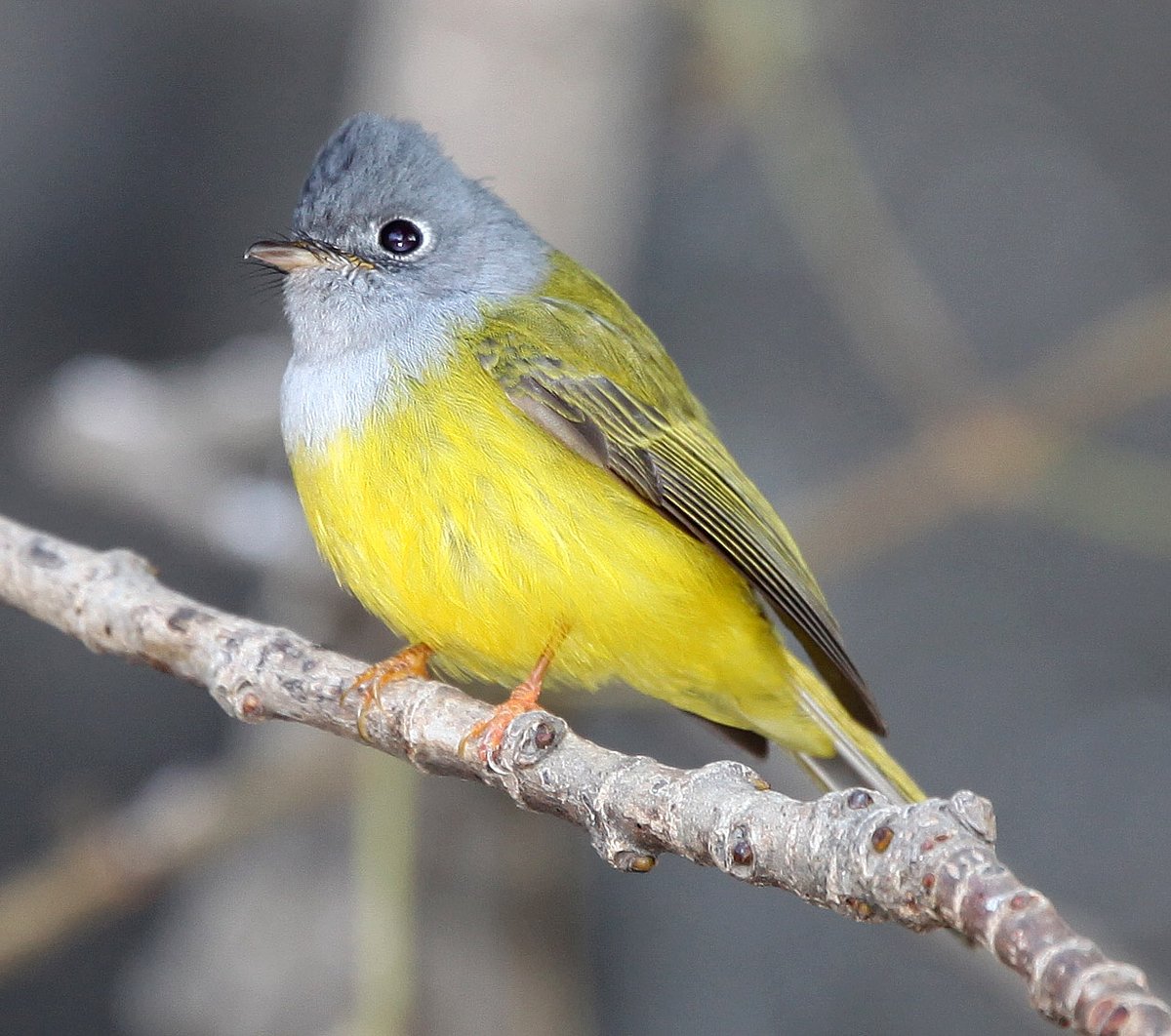 “இந்த பூமி பறவைகளுக்கும் சொந்தமானது” : 198 பறவை இனங்களை புகைப்படம் எடுத்து அசத்திய ரியல் ‘பக்ஷி ராஜா’ !