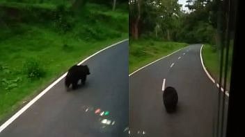 ஒரு பக்கம் யானை.. மறுபக்கம் கரடி.. வாகனங்களை வழிமறித்து சாலையில் ஒய்யாரமாக  நடந்து சென்ற கரடி !