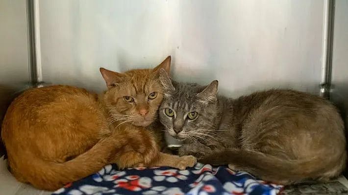 காவல்நிலையத்தில் பூனைகளை வளர்க்கும் கர்நாடகா போலிஸ்.. காரணத்தை கேட்டா அப்படியே ஷாக் ஆயிடுவிங்க!