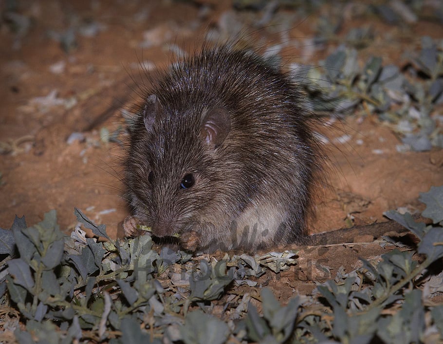 “தங்கத்தை கடத்திச் சென்ற எலிகள்.. தங்கத்தின் மதிப்பு எவ்வளவு தெரியுமா?” - மும்பையில் விசித்திர சம்பவம்!