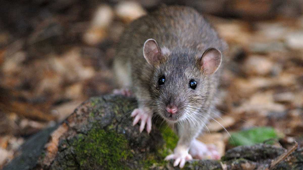 “தங்கத்தை கடத்திச் சென்ற எலிகள்.. தங்கத்தின் மதிப்பு எவ்வளவு தெரியுமா?” - மும்பையில் விசித்திர சம்பவம்!