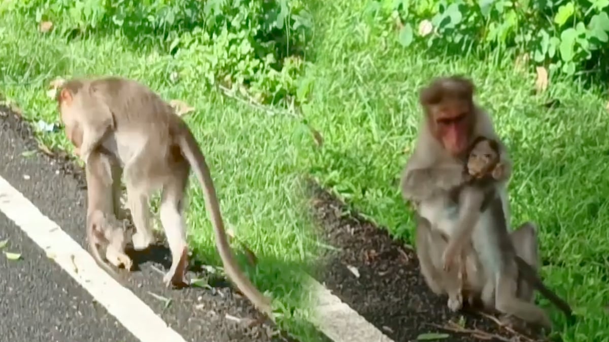 இறந்த குட்டியின் சடலத்தை 2 நாளாக தூக்கிச்சுற்றும் தாய் குரங்கு.. காண்போரை உருகவைக்கும் வீடியோ!  