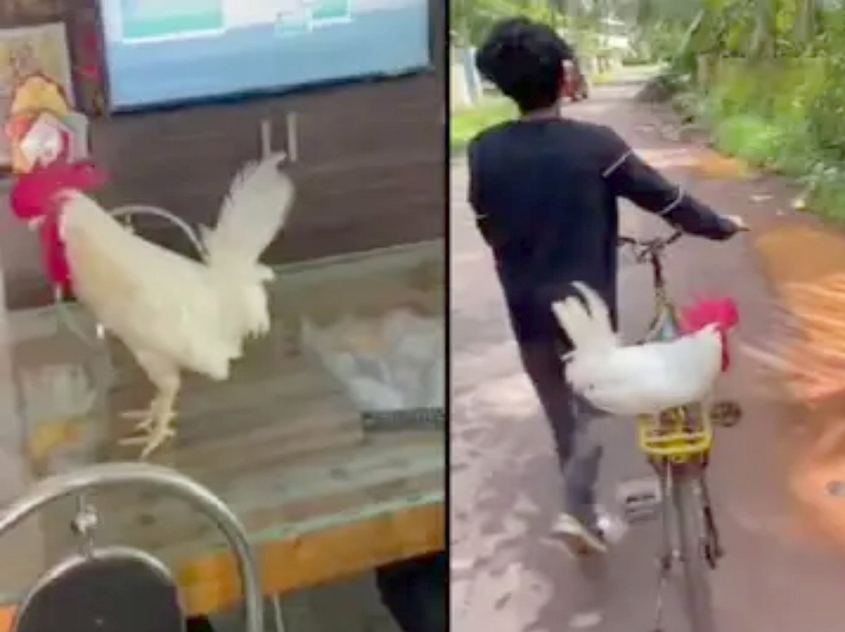 சினிமாவில் என்ட்ரீ கொடுத்த வெள்ளை சேவல்; மாணவனின் பேச்சை அப்படியே கேக்கும் சுவாரஸ்யம்: குவியும் பாராட்டு!