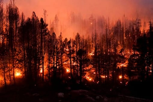 திடீரென ஏற்பட்ட காட்டுத்தீ.. சட்டையை கழட்டிவிட்டு ஓடிய தீயணைப்பு வீரர்.. வைரலாகும் வீடியோ! 