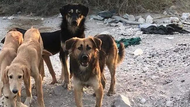 29 நாய்கள் சுட்டுக் கொலை.. கத்தார் நாட்டில் நடந்த கொடூர சம்பவம்: விலங்கு ஆர்வலர்கள் கண்டனம்!